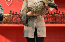 Katttenshow Arendonk 2020 DSC 0290