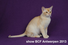 showantwerpen 1119