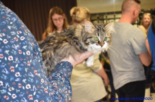 Katttenshow Arendonk 2020 DSC 0187