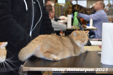 Schow Antwerpen 2023 223