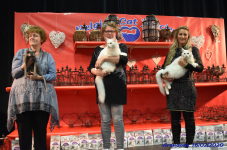 Katttenshow Arendonk 2020 DSC 0462