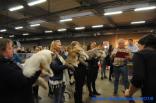 antwerp 2018 0295