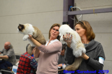 turnhout 2019-0318
