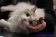turnhout20150115