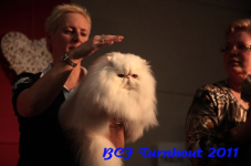bcf antw 2010 276