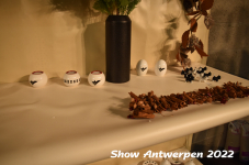 Antwerp 2022364