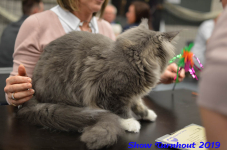turnhout 2019-0364
