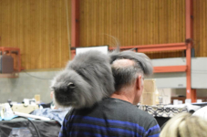 Katttenshow Arendonk 2020 DSC 0563