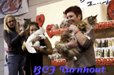  bcf ant 2011104