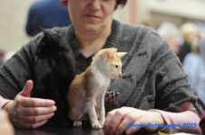 antw 2015 191