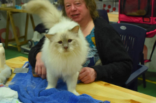 Katttenshow Arendonk 2020 DSC 0134