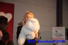 bcf antw 2010 235