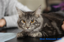 antw 2015 070