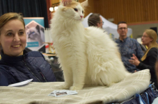 Katttenshow Arendonk 2020 DSC 0316
