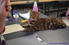 Katttenshow Arendonk 2020 DSC 0378