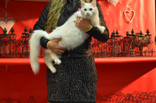 Katttenshow Arendonk 2020 DSC 0449