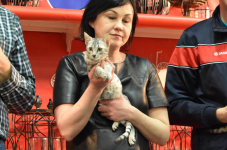 Katttenshow Arendonk 2020 DSC 0617