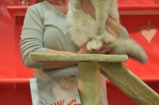 Katttenshow Arendonk 2020 DSC 0771