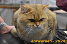 Antwerpen 251