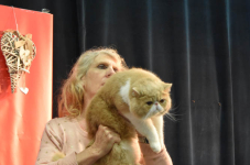 Katttenshow Arendonk 2020 DSC 0600