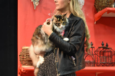 Katttenshow Arendonk 2020 DSC 0646