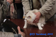 turnhout 2013 img 9906