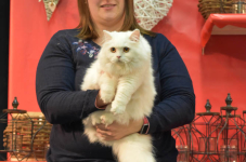 Katttenshow Arendonk 2020 DSC 0475
