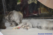 Katttenshow Arendonk 2020 DSC 0159