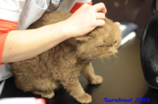 turnhout20150035