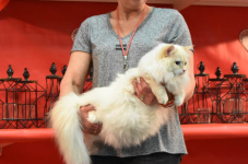 Katttenshow Arendonk 2020 DSC 0658
