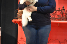 Katttenshow Arendonk 2020 DSC 0465