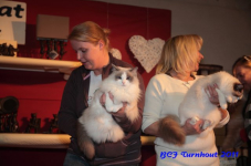 bcf antw 2010 221