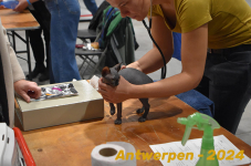 Antwerpen 088