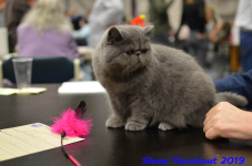 turnhout 2019-0419