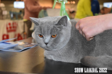 Show Laakdal 2022 0060