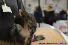turnhout 2019-0334