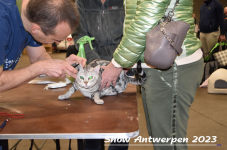 Schow Antwerpen 2023 074