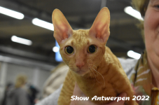 Antwerp 2022401