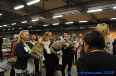 antwerp 2018 0293