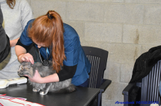 Katttenshow Arendonk 2020 DSC 0045