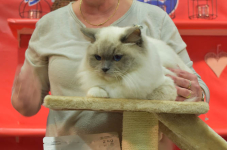 Katttenshow Arendonk 2020 DSC 0767
