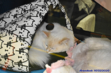 Katttenshow Arendonk 2020 DSC 0218