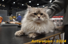 Antwerpen 190