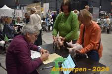 Antwerpen 206