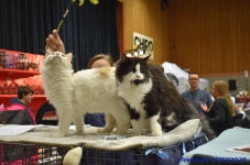 Katttenshow Arendonk 2020 DSC 0324