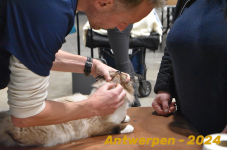 Antwerpen 127