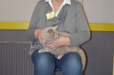 Katttenshow Arendonk 2020 DSC 0249