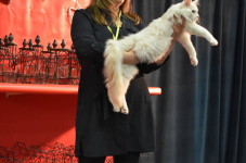 Katttenshow Arendonk 2020 DSC 0405