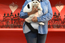 Katttenshow Arendonk 2020 DSC 0584