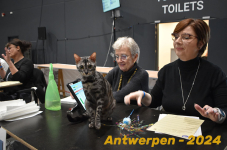 Antwerpen 204